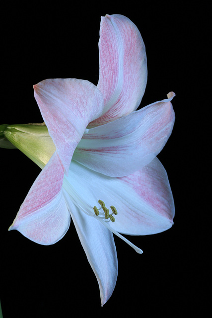 Pink Amaryllis