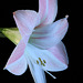 Pink Amaryllis