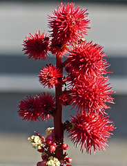 Castor Bean