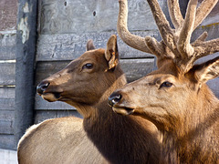 Elk pair / Cervus canadensis