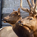 Elk pair / Cervus canadensis