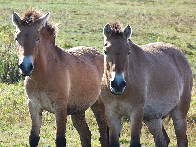 Rare Przewalski Horses