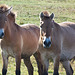 Rare Przewalski Horses