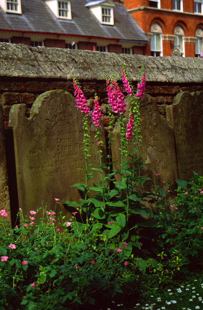 Old Gravestones and Flowers #1