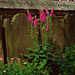 Old Gravestones and Flowers #1