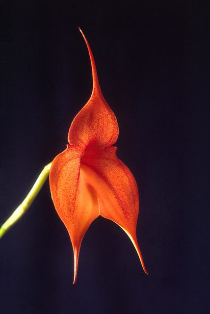 Masdevallia veitchiana