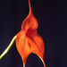 Masdevallia veitchiana