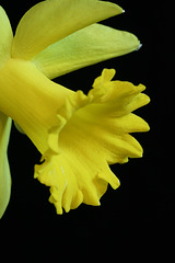 Daffodil #2