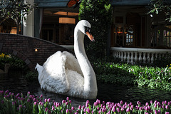 Trauriger Schwan im Wintergarten