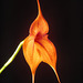 Masdevallia veitchiana