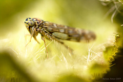 leafhopper