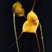 Masdevallia Sunny Angel