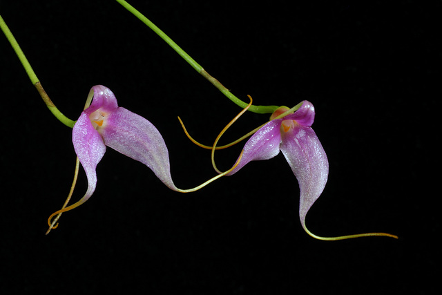 Masdevallia lamprotyria