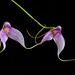 Masdevallia lamprotyria