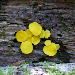 Tiny Lemon Drops / Bisporella citrina