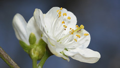 Victoria Plum blossom