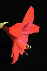 Red Amaryllis