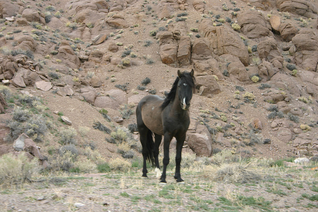 Mustang mare