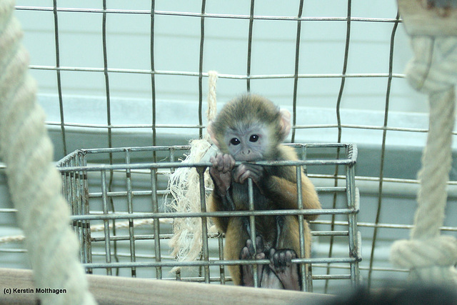 Ich bin ein Baby, holt mich hier raus! (Wilhelma)