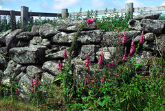 Stone Wall and Foxgloves (Digitalis purpurea)