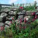 Stone Wall and Foxgloves (Digitalis purpurea)