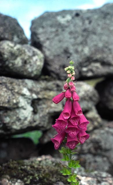 Dartmoor Foxgloves (Digitalis purpurea)