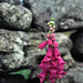 Dartmoor Foxgloves (Digitalis purpurea)