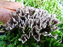 False Coral fungus