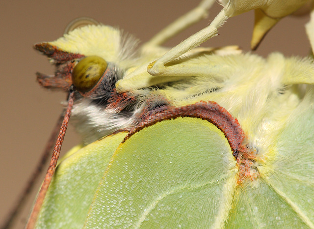 Brimstone (Gonepteryx rhamni) butterfly, female