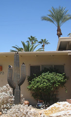 Palm Springs metal cactus 3342a