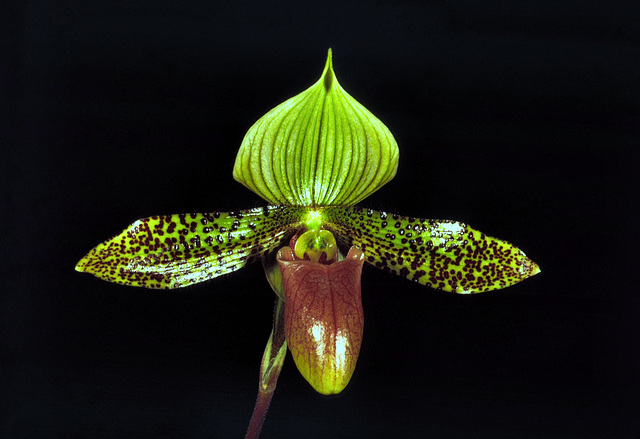 Paphiopedilum Supersuk 'C.M.O.'