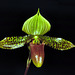 Paphiopedilum Supersuk 'C.M.O.'