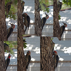 My Red Bellied Woodpecker Mum with baby  Teaching it to plant sunflower seeds in the Post Oak (collage)