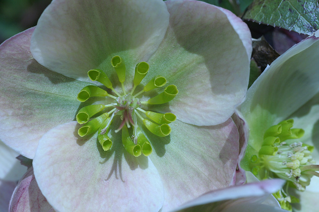 Helleborus Ivory Prince