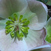 Helleborus Ivory Prince