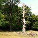 Stunted tree, Richmond Park