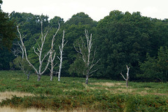 Stunted trees, Richmond Park