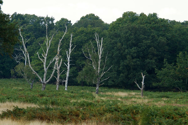 Stunted trees, Richmond Park