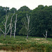 Stunted trees, Richmond Park