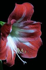 Red and White Amaryllis #1