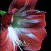 Red and White Amaryllis #1