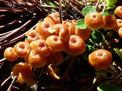 Little orange beauties