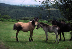 Wild Ponies, Dartmoor