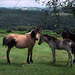 Wild Ponies, Dartmoor