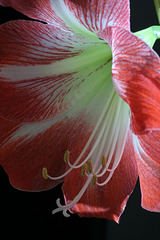 Red and White Amaryllis #2