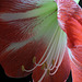 Red and White Amaryllis #2