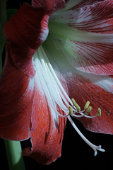 Red and White Amaryllis #3