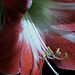 Red and White Amaryllis #3