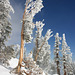 Rime on trees, Mt. Rose Ski Area, Nevada, USA