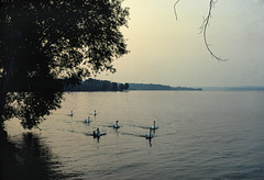 Swans on Lake Charlevoix at Dusk